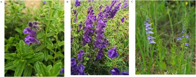 Pharmacophylogenetic insights into Scutellaria strigillosa Hemsl.: chloroplast genome and untargeted metabolomics, quantitative analysis and antibacterial analysis